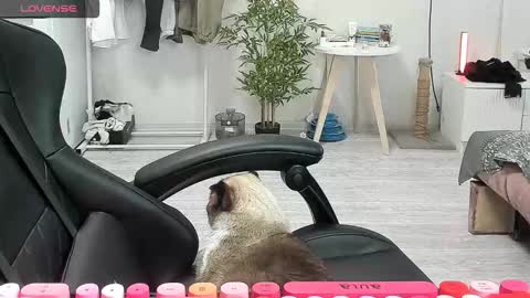 Snapshot of _feralberry__ chatting on 12/15/25, 08:40 Alis online show from 12/15/25, 08:40