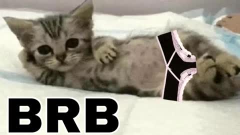 Snapshot of _meowmiko__ chatting on 12/03/25, 11:25 miko3 online show from 12/03/25, 11:25