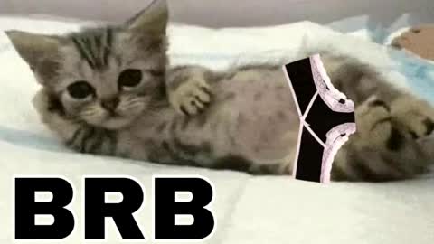 miko3 online show from 03/31/26, 09:48