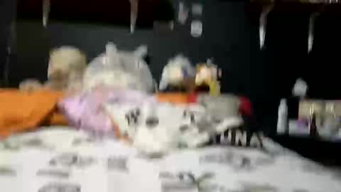 adam and abby online show from 02/28/25, 05:37