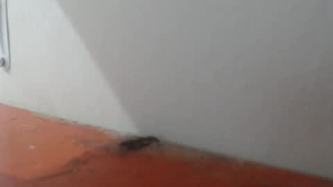 Alexamdergal online show from 03/06/26, 11:01