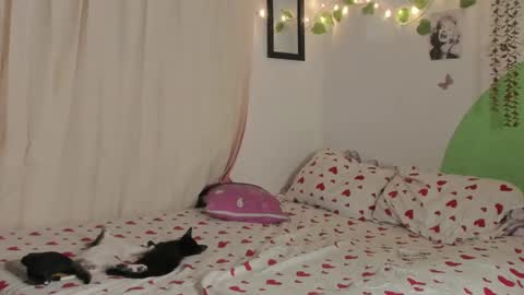 Snapshot of alikaa_nia chatting on 12/29/24, 01:56 online show from 12/29/24, 01:56