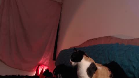 Ally online show from 02/28/25, 03:04