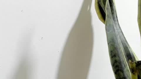 Ana Pakerman online show from 02/16/25, 02:20