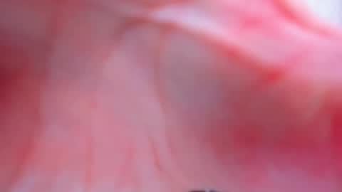 Snapshot of antheaprime chatting on 02/02/26, 03:55 Anthea online show from 02/02/26, 03:55