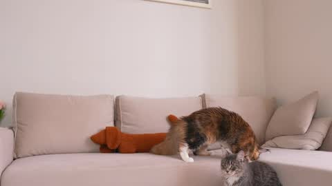  REYNA  next stream is 11h of Feb online show from 04/05/26, 08:11