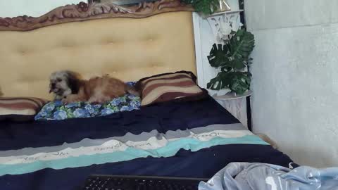 asianladyboy888 online show from 02/23/26, 05:10