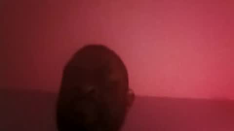 assetr69aldy online show from 04/19/26, 06:46