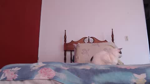 bayonette_black online show from 10/04/25, 12:03