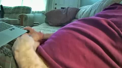 bcema2 online show from 01/08/25, 09:44