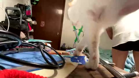 Snapshot of bisexmangenx chatting on 11/09/25, 08:07 Manu O online show from 11/09/25, 08:07