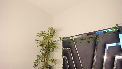 B L A C K  R O S E  online show from 02/08/25, 11:44