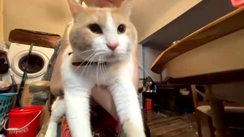 bluebloodednorsewitch online show from 03/28/26, 04:01