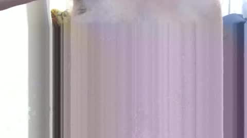 bolbil1 online show from 12/15/24, 11:34