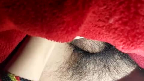 Snapshot of boloski7 chatting on 12/20/25, 06:42 Boloski7 online show from 12/20/25, 06:42