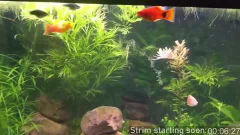 Booker Baxton online show from 12/10/24, 04:02