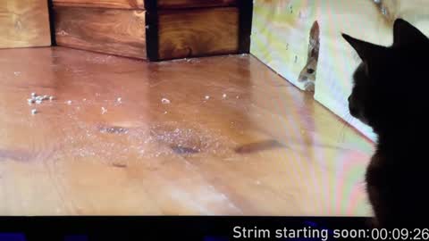 Booker Baxton online show from 12/14/24, 04:01