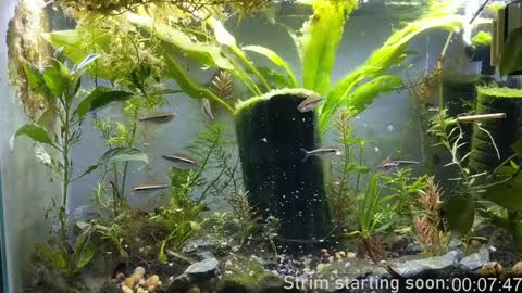 Booker Baxton online show from 12/25/24, 04:01