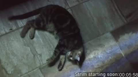 Booker Baxton online show from 02/15/25, 04:03