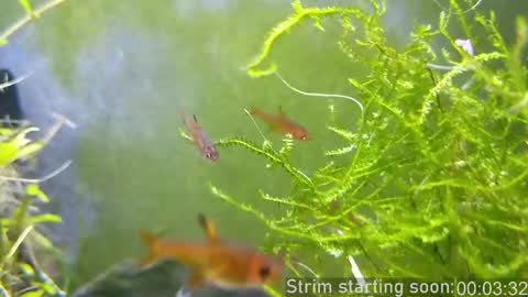 Booker Baxton online show from 03/02/25, 04:07