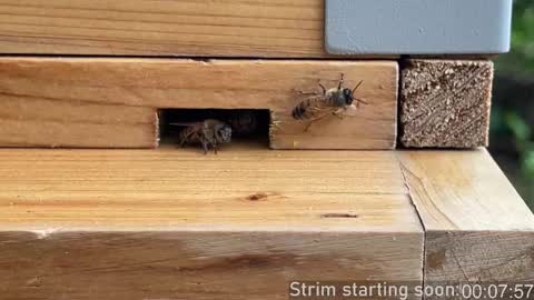 Booker Baxton online show from 10/03/25, 03:03