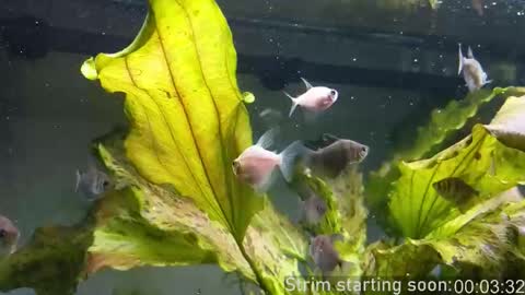 Booker Baxton online show from 10/15/25, 03:06