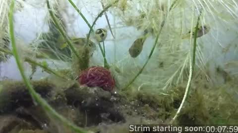 Booker Baxton online show from 10/24/25, 03:03