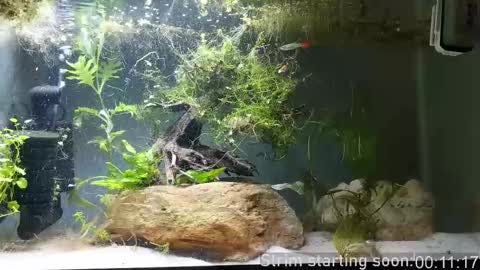 Booker Baxton online show from 11/01/25, 02:57