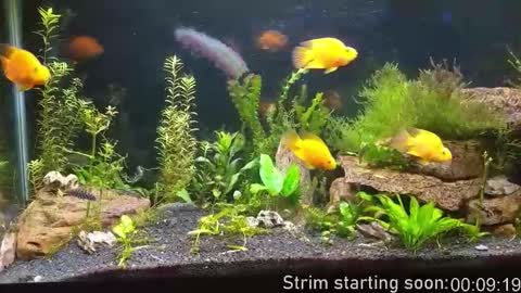 Booker Baxton online show from 11/15/25, 03:59