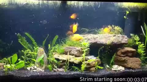 Booker Baxton online show from 12/19/25, 04:08