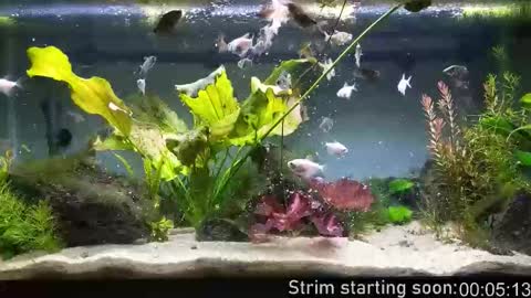 Booker Baxton online show from 01/15/26, 04:06