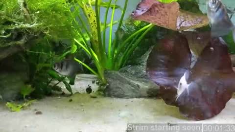 Booker Baxton online show from 01/17/26, 04:06