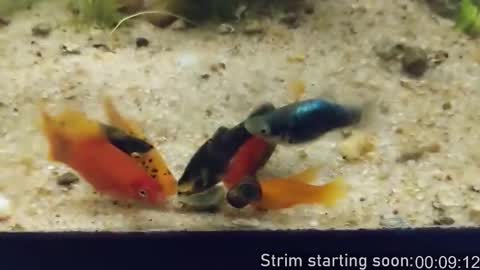 Booker Baxton online show from 02/26/26, 04:00