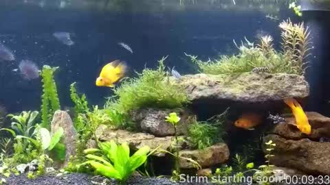 Booker Baxton online show from 03/26/26, 03:01