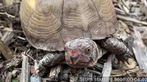 Booker Baxton online show from 04/01/26, 03:07