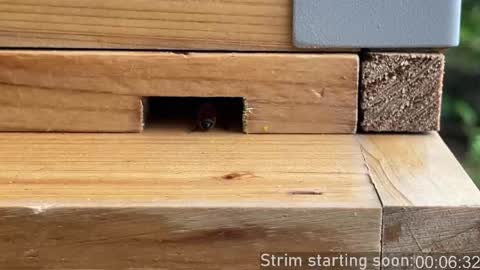 Booker Baxton online show from 04/05/26, 03:04