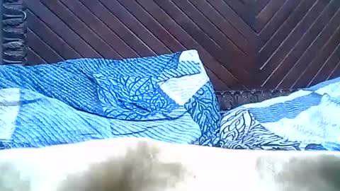 Snapshot of brilliant7 chatting on 12/28/24, 09:40 Josh online show from 12/28/24, 09:40