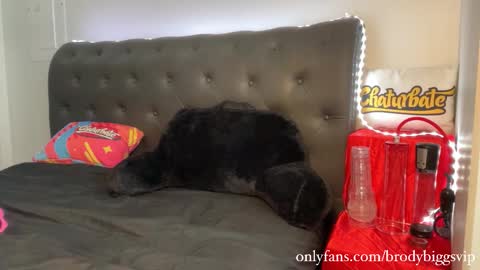 Brody Biggs online show from 11/30/25, 08:02