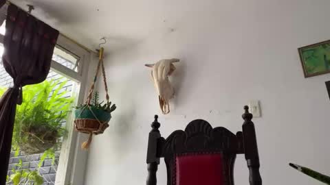 Snapshot of camille_delrey chatting on 10/31/25, 06:42 Camille online show from 10/31/25, 06:42