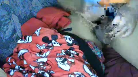 Snapshot of cancer7777 chatting on 03/04/25, 06:15 7777 online show from 03/04/25, 06:15