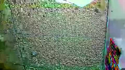 Snapshot of candy_cumy1 chatting on 01/12/26, 06:07 Dayan Camila online show from 01/12/26, 06:07