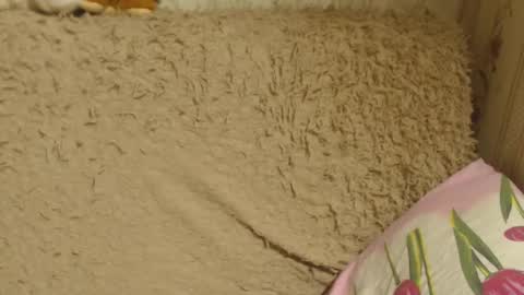 say meow and send tip  online show from 12/18/24, 06:14