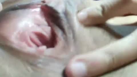 Snapshot of celestestephan chatting on 01/31/25, 06:24 celestestephan online show from 01/31/25, 06:24