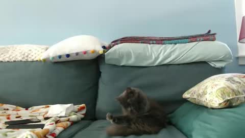 Chelsea online show from 01/28/25, 05:46