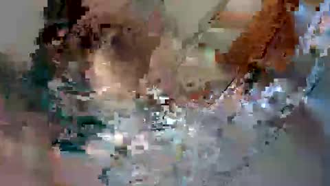 coco2304 online show from 02/11/25, 06:11