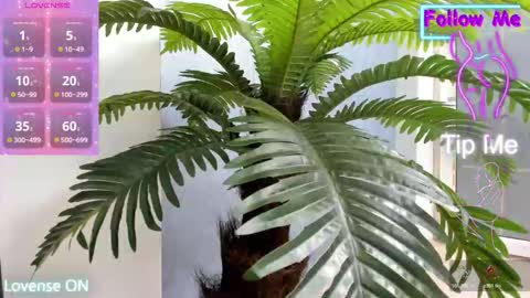 tattoodoll online show from 11/10/25, 05:28