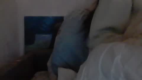 cutekattie online show from 12/18/24, 09:36