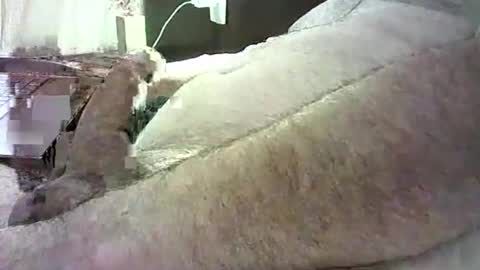 cv79brctba online show from 10/29/25, 02:58