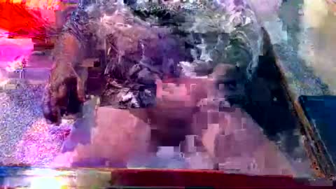 dabaatendae online show from 02/02/25, 10:17