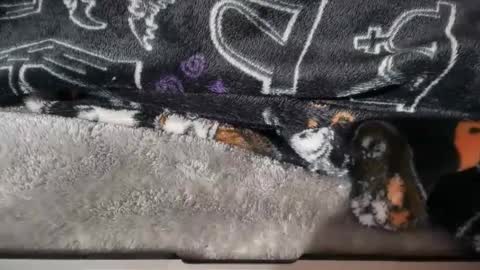 dabangaz4life online show from 01/17/26, 08:41